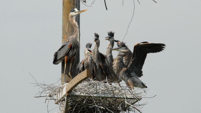 Duke Energy funds available for fish and wildlife habitat enhancement projects along waterways in N.C. and S.C.
