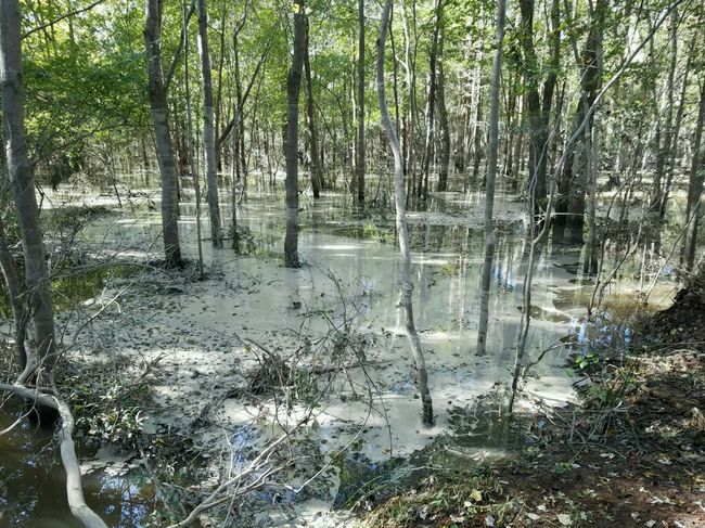 Cenospheres observed in low lying area