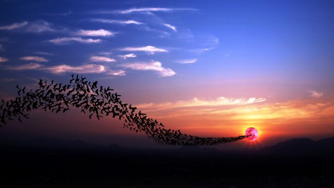 Duke Energy Foundation awards $50,000 to battle White-nose Syndrome in bats