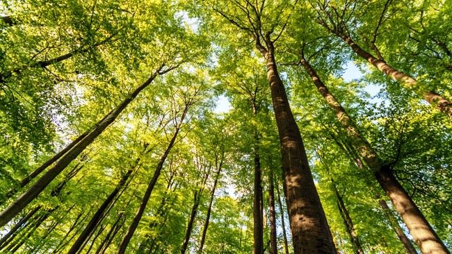Duke Energy's latest Sustainability Report details cleaner energy investments and an aggressive goal to reduce carbon emissions 40 percent by 2030