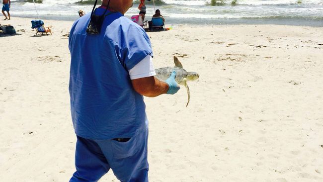 Turtle Release