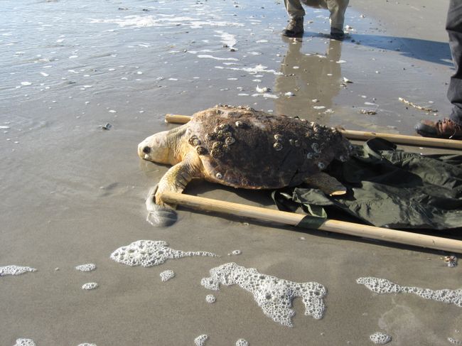 Turtle Release
