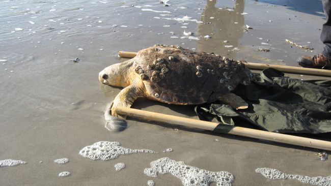 Turtle Release