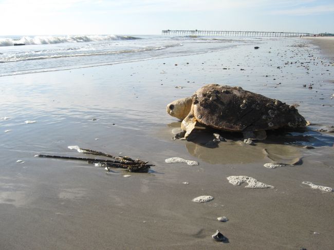 Turtle Release