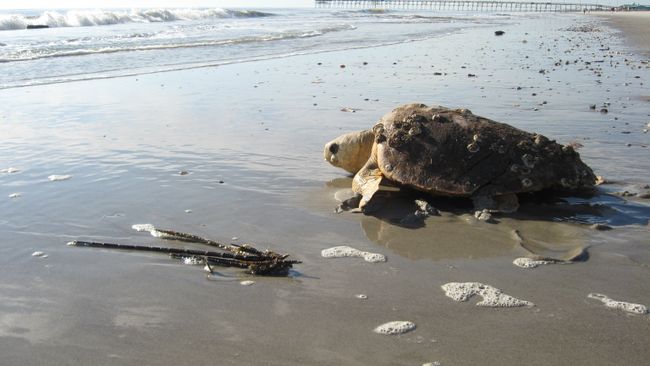 Turtle Release