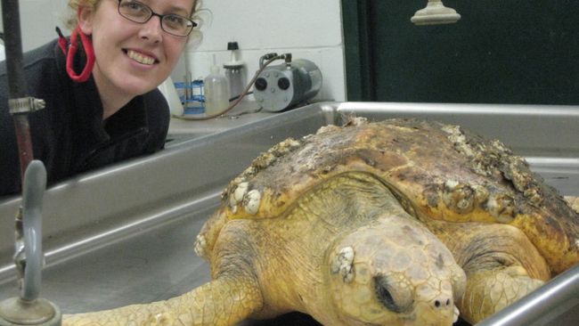 Turtle