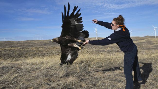 Duke Energy Renewables protects eagles with IdentiFlight System