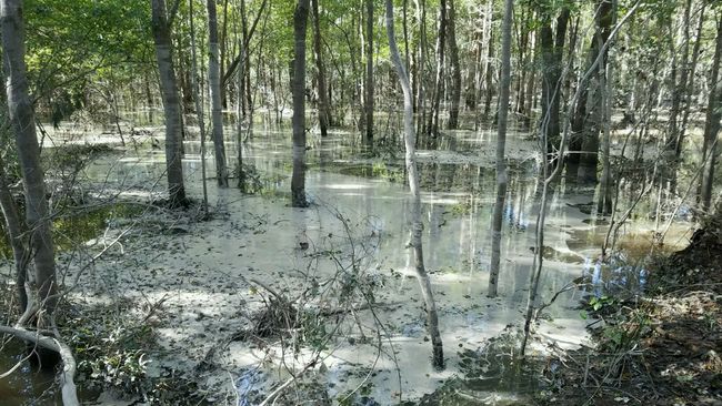 File photo of cenospheres at the HF Lee plant following Hurricane Matthew in 2016. Cenospheres are light weight, hollow beads comprised of alumina and silica that are a by-product of coal combustion.