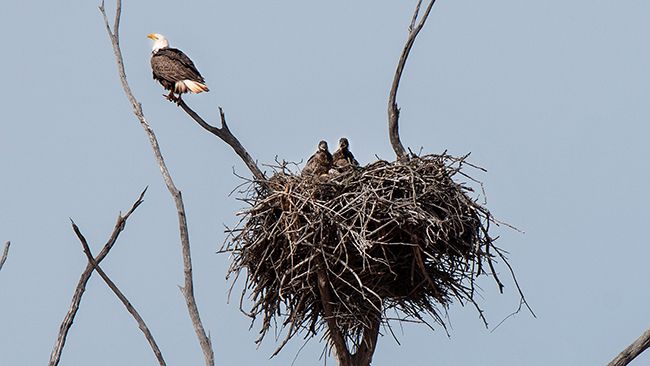 Duke Energy Renewables invests in bald eagle research, education in Oklahoma 
