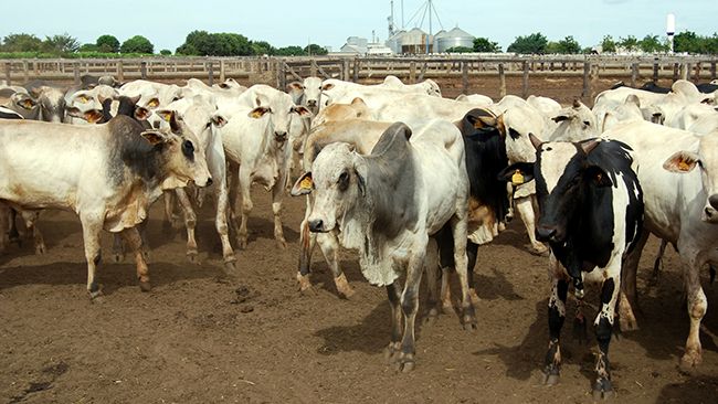 Duke Energy teams with SustainRNG to develop renewable natural gas on dairy farms