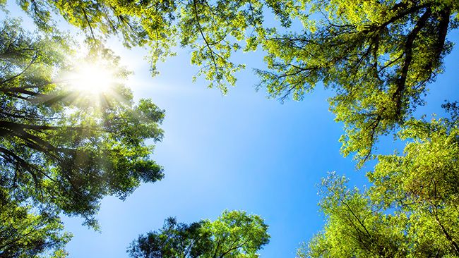 Duke Energy Florida recognized as a 'Tree Line USA' utility for 16th consecutive year; more than 10,900 free trees given away since 2017
