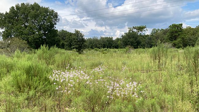 Duke Energy ramps up environmental efforts, joins forces to protect vulnerable wildlife in Florida