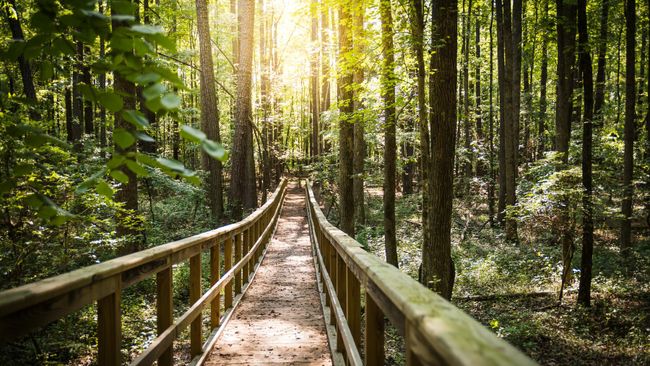 Duke Energy donates $500,000 to support environmental impact programs in North Carolina communities