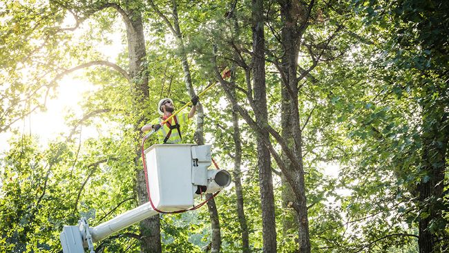 Duke Energy Florida celebrates Arbor Day with ‘Tree Line USA’ utility recognition for 17th year in a row