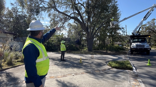 Duke Energy’s tree giveaway encourages Floridians to plant the right tree in the right place to keep the power flowing 