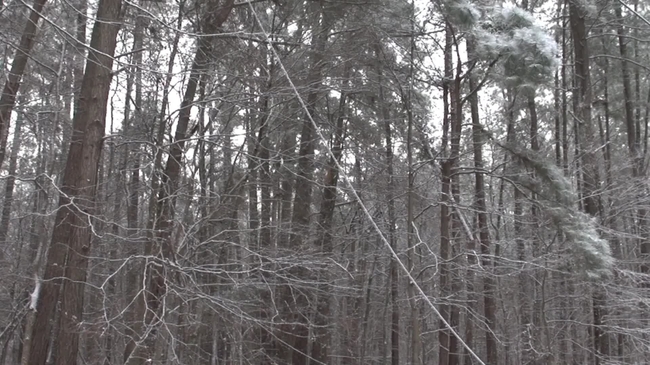 B-roll - Winter storm downed power lines