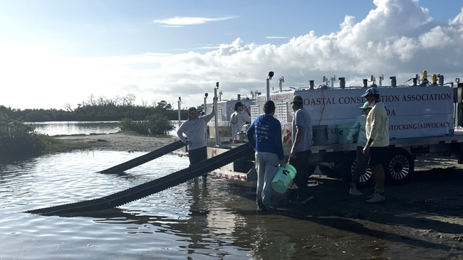Duke Energy Florida’s redfish released into Crystal River waters alongside Citrus County, CCA Florida; anglers encouraged to catch them for cash prizes 