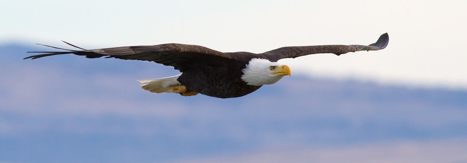 On the prowl for eagles in Indiana