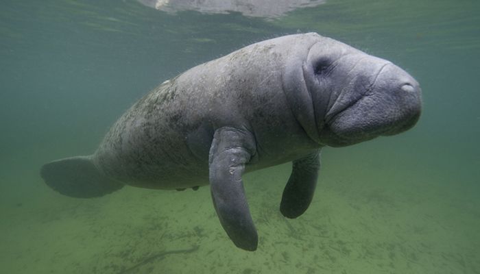 01-PS_Manatee