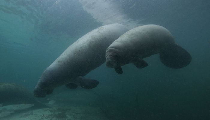 02-PS_Manatee