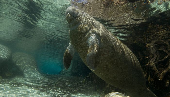 03-PS_Manatee