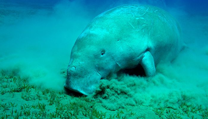 05-PS_Manatee