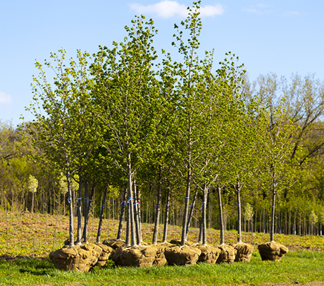 02-Trees