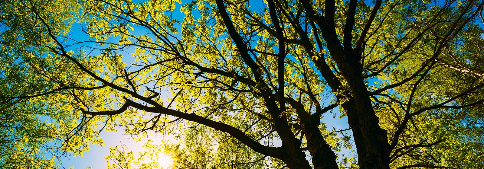 8 tips for healthy trees