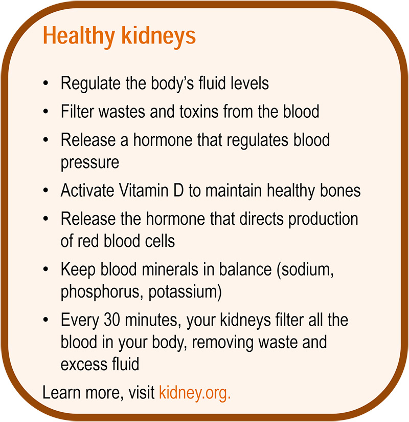 Kidney2-800