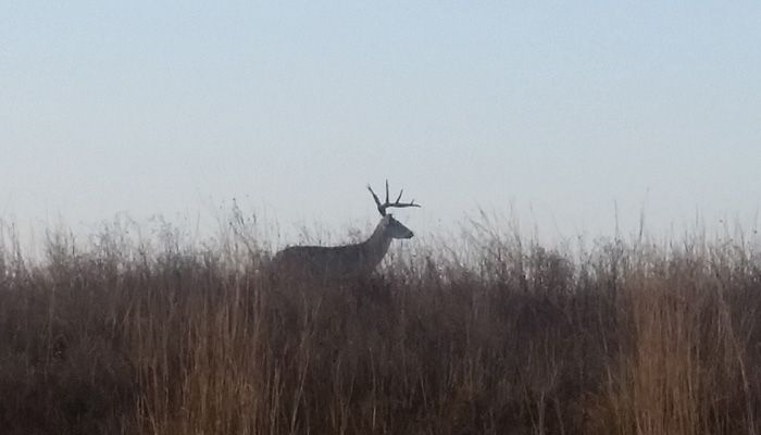20160119_080301_Deer_Grasses_700x400