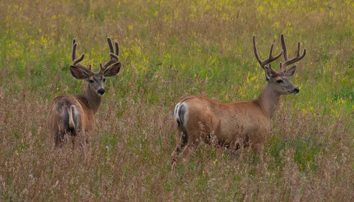 Deer_grassland