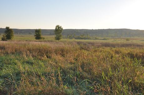 Grasses_DSC_0019