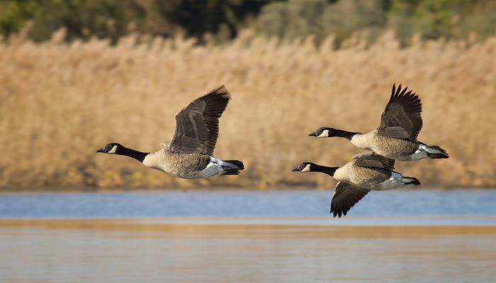 CanadianGeese_700x400