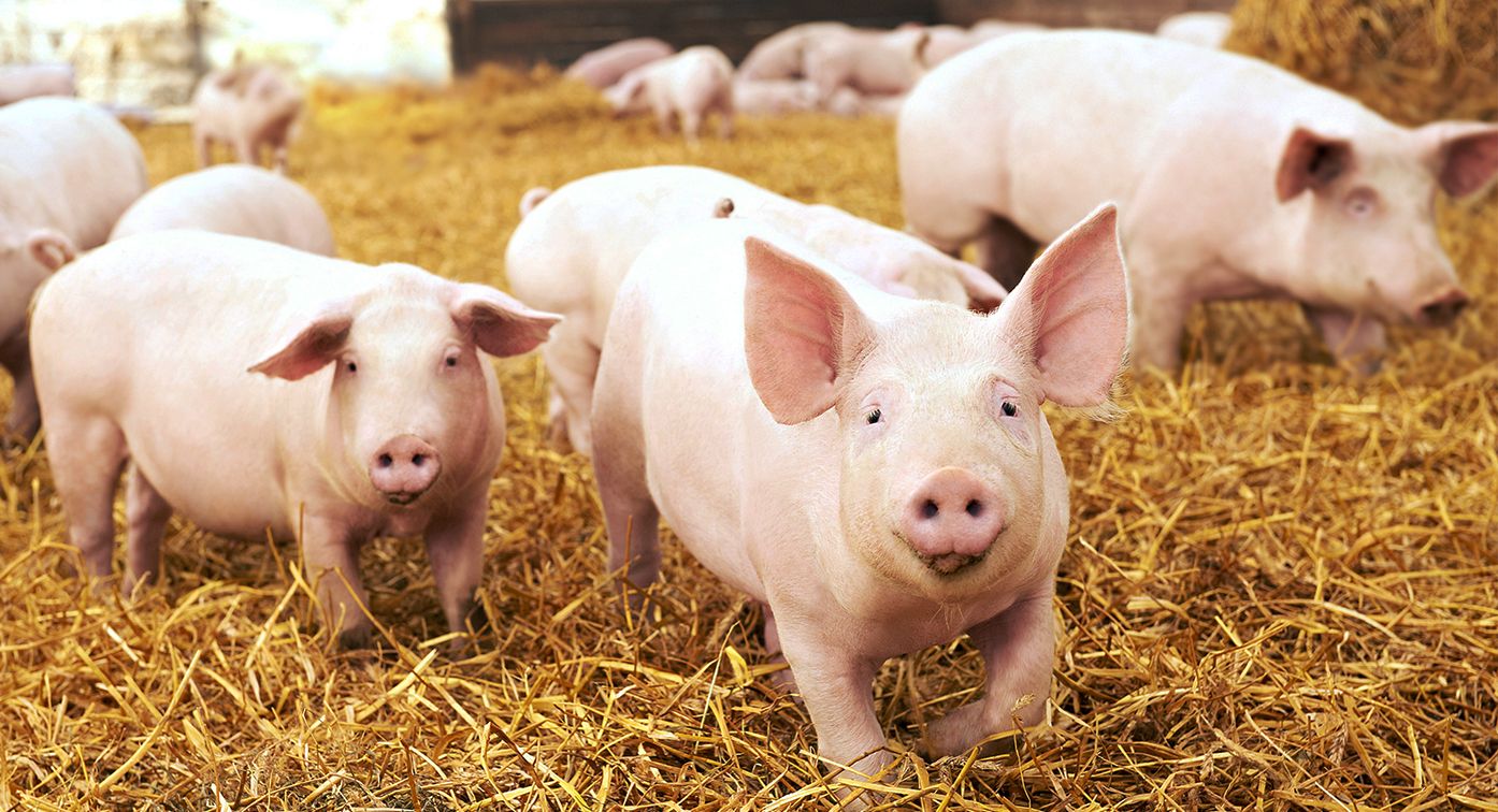 Carbon Pigs 2