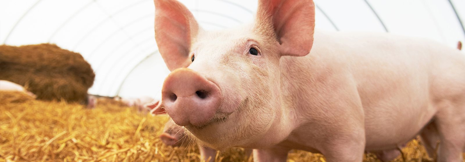 Dial up a winner with pig power 