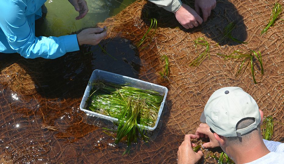 Unlikely hero in fight to save springs