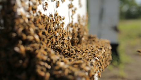 Bees700x400