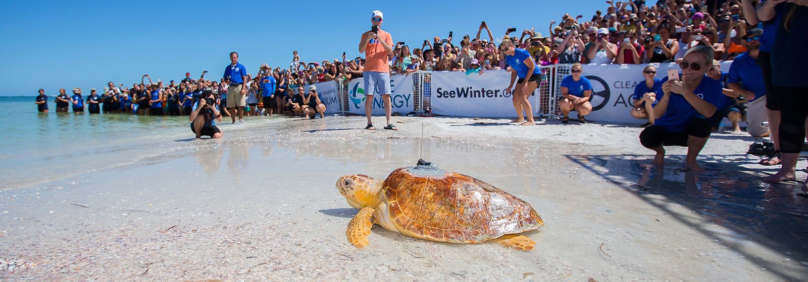 Video: Turtle makes waves in Florida