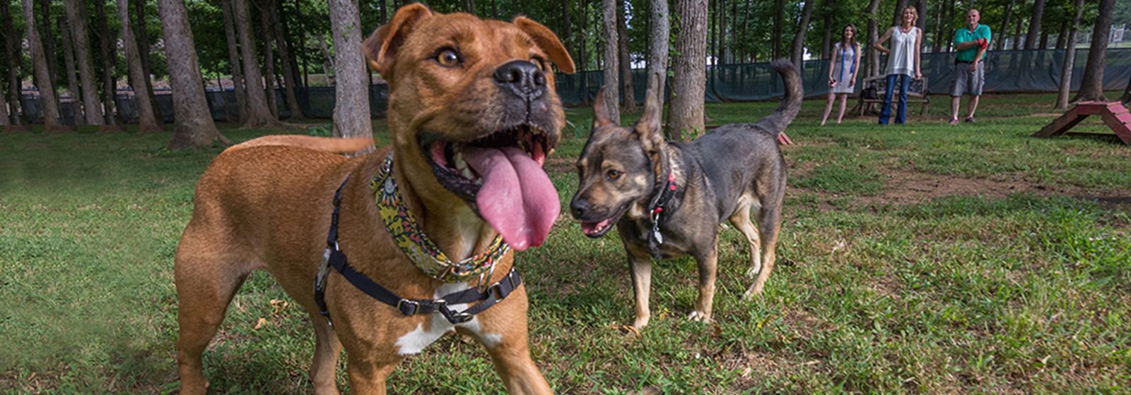 Remarkable reunion for family and dog