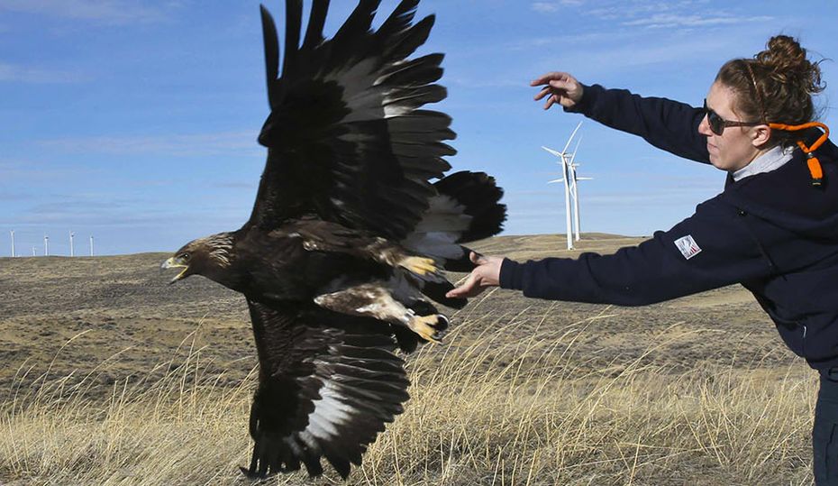 Eagle_Hero