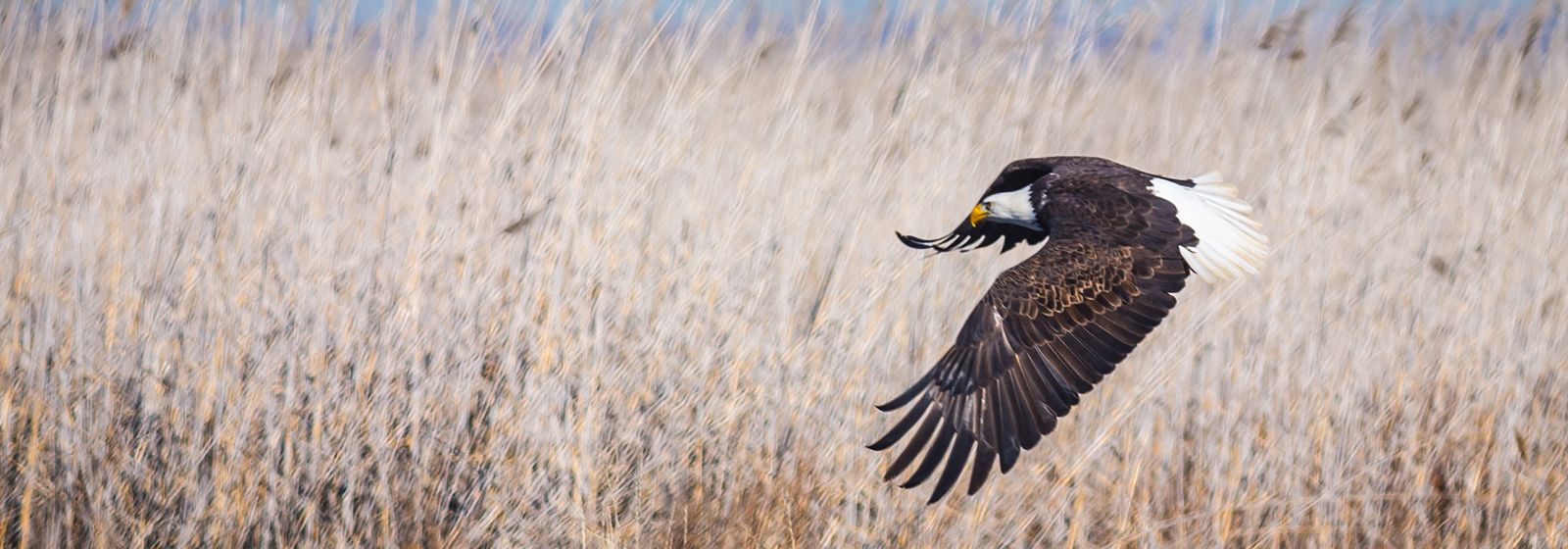 A luxurious nest for eagles in Indiana