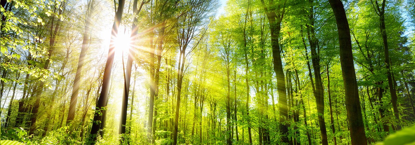 They bike across U.S. to support trees