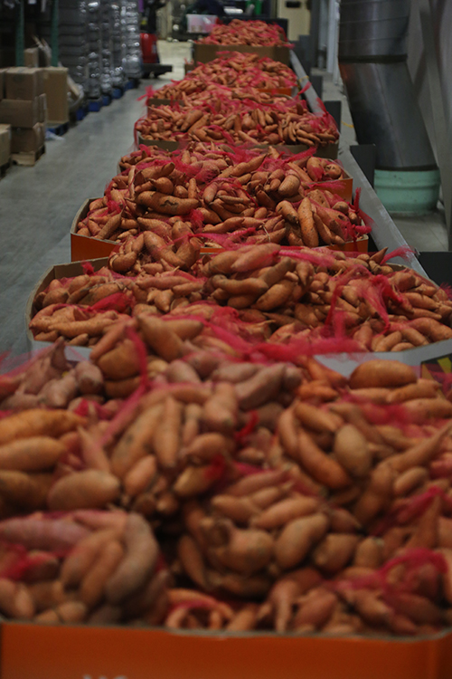 2017-1120SweetPotatoes_500w