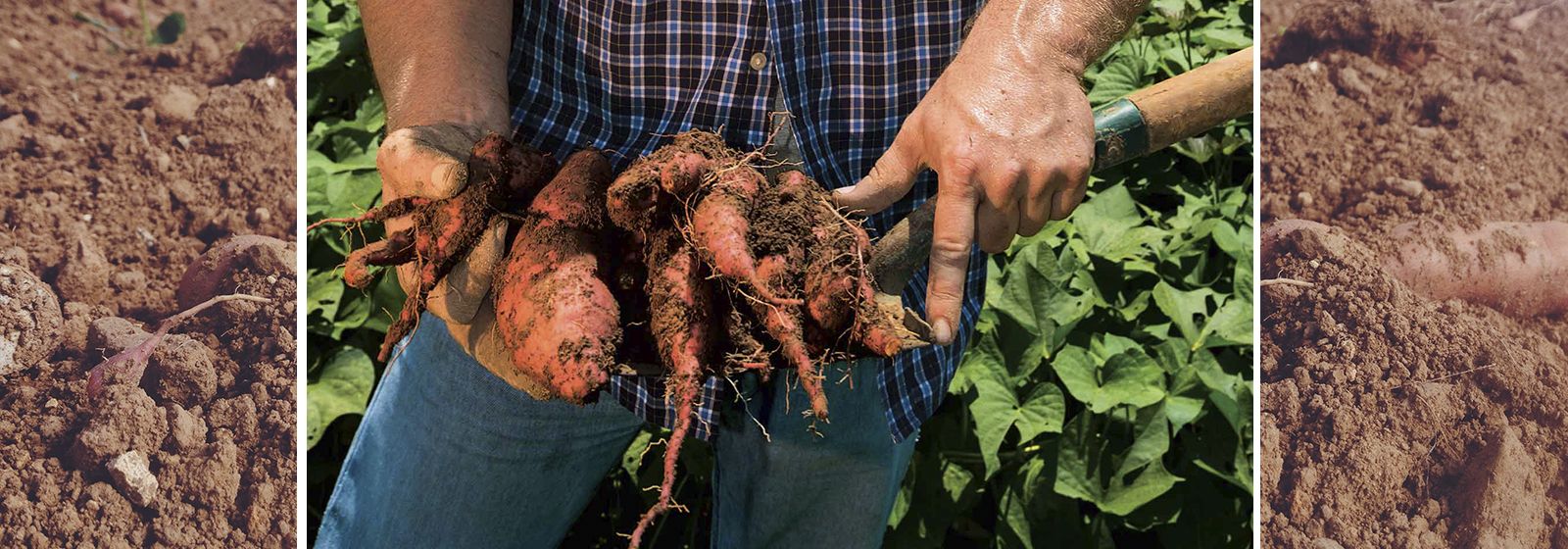 Rescued sweet potatoes help feed the hungry