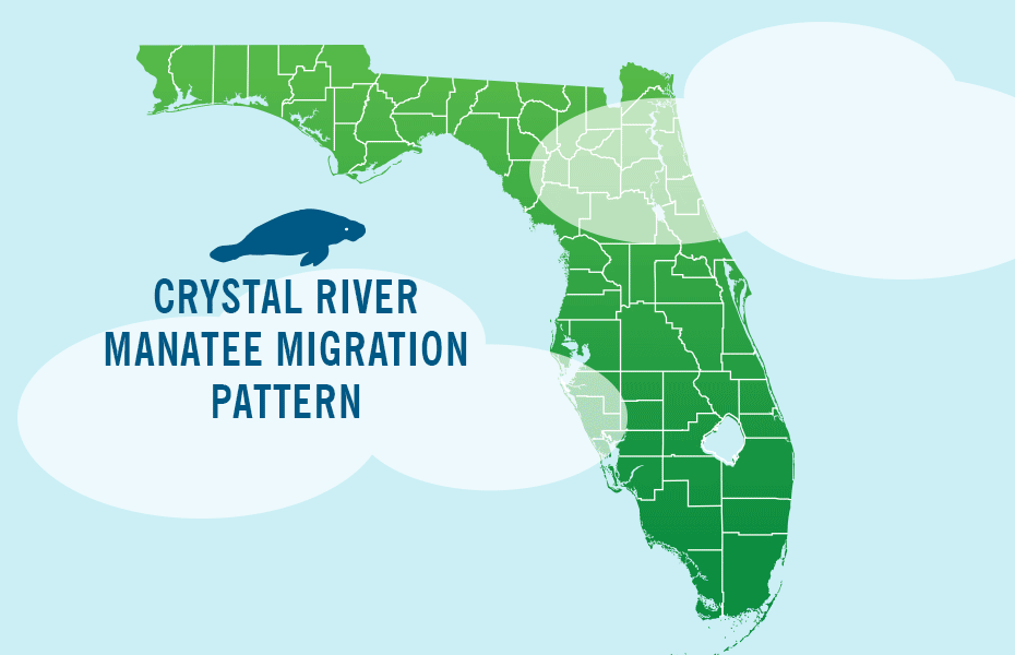 170388-manatee-migration-animation-client3