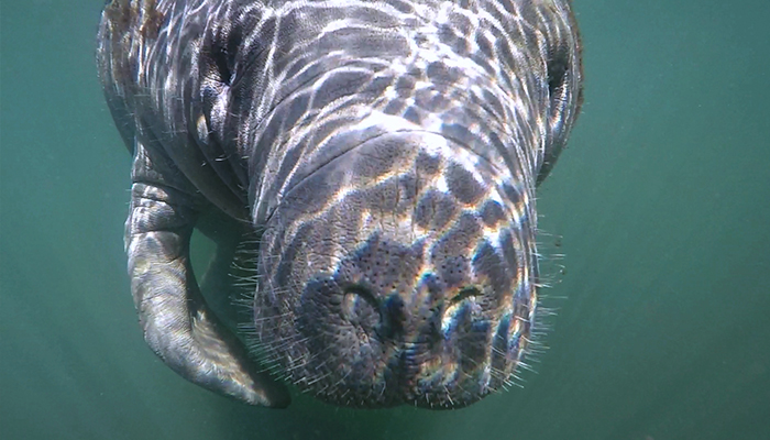 20170328Manatee_700_11