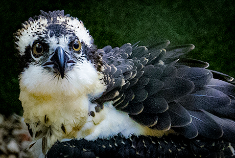 02-Osprey-460_309