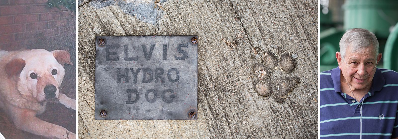 The story of Elvis, the last hydro dog