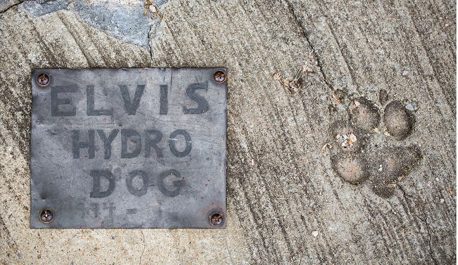 20170503ElvisDog_Hero_1