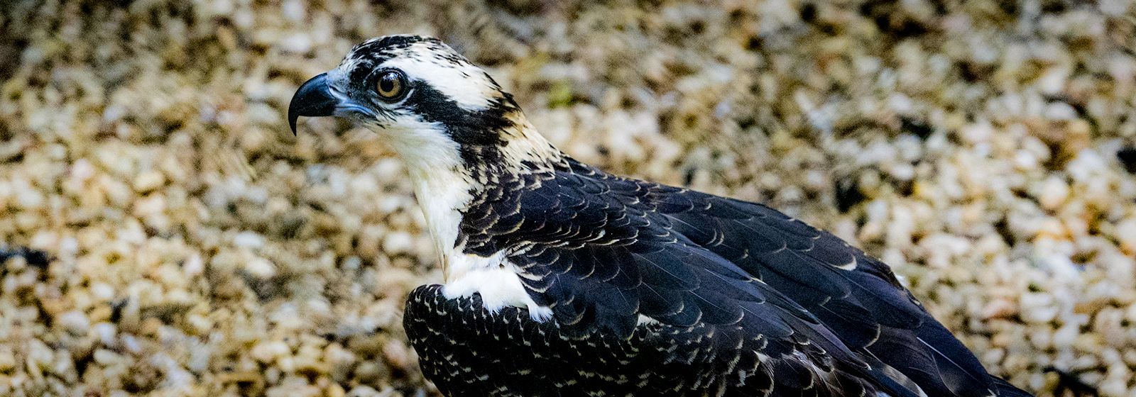 Kip, kip, hooray: The osprey has a name